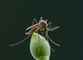 Italia, allarme Dengue: colpa del clima e zanzare Rischio Dengue