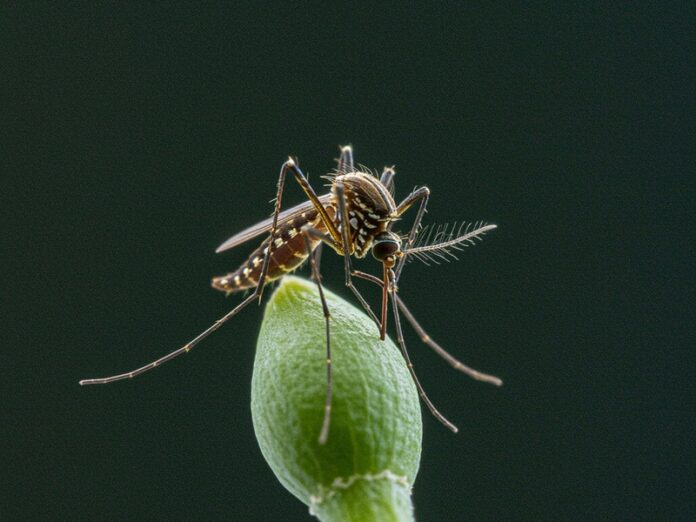 Rischio Dengue