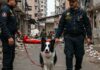 Venezuela: il cane Tsunami ha salvato 12 persone Soccorso animale