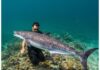 Ischia: 5 tartarughe curate tornano in mare Tartarughe marine