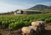 Sicilia: il vino è sostenibile con cantine ipogee Viticoltura sostenibile