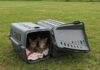 Trevignano: abbandona 11 gattini, incastrato da foto Abbandono animali