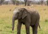Kenya: elefantina orfana riunita al suo branco Elefantina salvata
