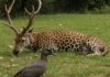 DDL caccia: cacciatori gestori della fauna selvatica Gestione fauna