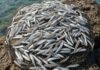 Lampedusa: cattura record di sardine aliene Specie aliena