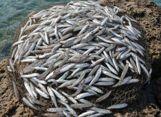Lampedusa: cattura record di sardine aliene Specie aliena