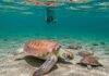 Italian Turtle Day: liberate 9 tartarughe marine Tutela marina