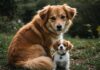 Animali domestici: amore italiano, tutele assenti Benessere animale