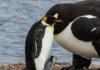 Padri animali: 7 esempi di cure paterne estreme Cure paterne