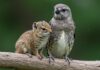 Umani: condividiamo i gusti musicali degli animali Estetica animale