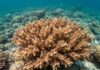 Mar Rosso: nuova tecnica salva i coralli sbiancati Recupero marino