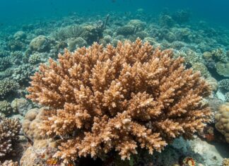 Mar Rosso: nuova tecnica salva i coralli sbiancati Recupero marino