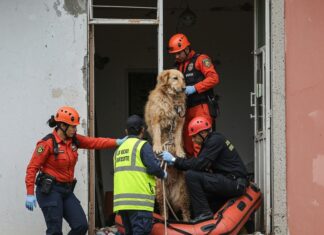 Venezuela: cagnolina estratta viva dopo il terremoto Salvataggio animale
