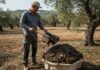 Frantoi italiani: gli scarti delle olive ora valgono Sostenibilità olivicola