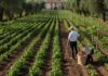 Nespresso: orti sociali in Italia con capsule riciclate Agricoltura sociale