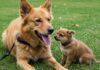 Educazione canina in tv: allarme per metodi violenti Benessere animale