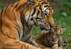 Nepal: tigre fa da babysitter a cuccioli non suoi Comportamento anomalo
