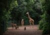 Bioparco Roma: visite serali speciali fino al 2026 Natura crepuscolare