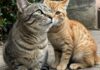 Gatti liberi: un rischio per la salute pubblica Rischio sanitario