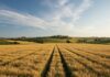 Italia: un concorso fotografico sul consumo di suolo Consumo suolo