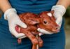Genova: salvato un cucciolo di scoiattolo rosso Fauna selvatica