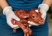 Genova: salvato un cucciolo di scoiattolo rosso Fauna selvatica