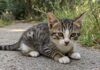 Gattino salvato a Vallo della Lucania cerca casa Adozione responsabile