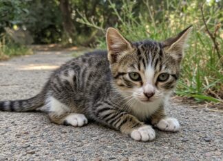 Gattino salvato a Vallo della Lucania cerca casa Adozione responsabile