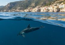 Santuario Pelagos: nuovo piano per proteggere i cetacei Cetacei protetti