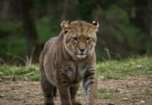 Abruzzo: un patto per convivere con l’orso bruno Coesistenza pacifica