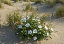 Delta del Po: nuovo piano per salvare le dune Dune protette
