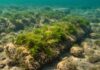 Taranto: successo per il ripristino della Posidonia Ecosistema marino
