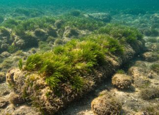 Taranto: successo per il ripristino della Posidonia Ecosistema marino
