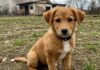 Marsala: appello per adottare 6 cani dopo un incendio Appello adozione