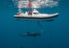 Mediterraneo: monitoraggio rivela ricca biodiversità Biodiversità marina
