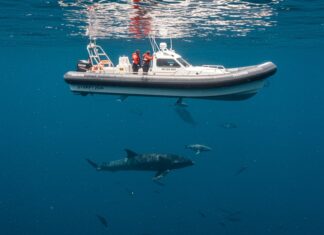 Mediterraneo: monitoraggio rivela ricca biodiversità Biodiversità marina