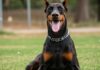 Dobermann: tutto su carattere, cura e allevamento Cane dobermann