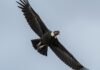 Condor delle Ande: rischio estinzione per veleni Spazzino naturale