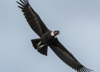 Condor delle Ande: rischio estinzione per veleni Spazzino naturale