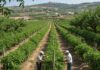 Sicilia: progetto per salvare il pistacchio dal clima Agricoltura sostenibile