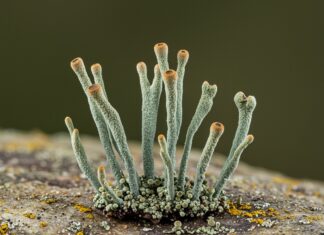 Licheni in città: le sentinelle dell’inquinamento Licheni bioindicatori
