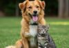 Cani e gatti: come tutelare la loro salute Salute animali