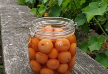 Vignola: la conservazione contro lo spreco di frutta Spreco alimentare