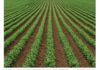 Pianura Padana: i legumi per salvare i terreni agricoli Agricoltura sostenibile