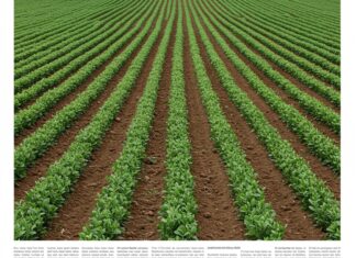 Pianura Padana: i legumi per salvare i terreni agricoli Agricoltura sostenibile