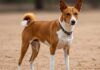 Basenji: la guida alla razza che non abbaia Cane africano