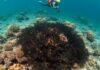 Sicilia: un progetto per restaurare il corallo nero Tutela marina