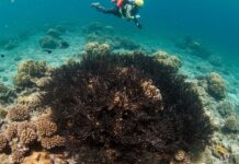 Sicilia: un progetto per restaurare il corallo nero Tutela marina