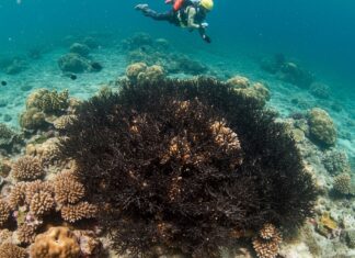 Sicilia: un progetto per restaurare il corallo nero Tutela marina