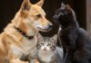 Cane e gatto: come farli convivere serenamente Convivenza animali
